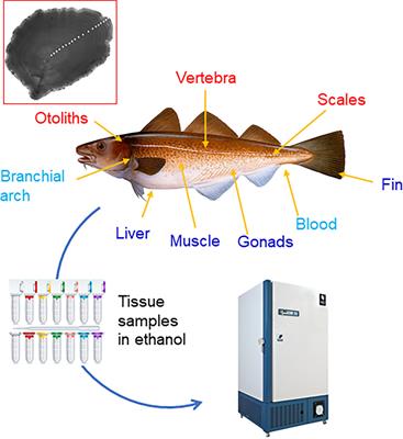 <mark class="highlighted">Age estimation</mark> in fishes using epigenetic clocks: Applications to fisheries management and conservation biology